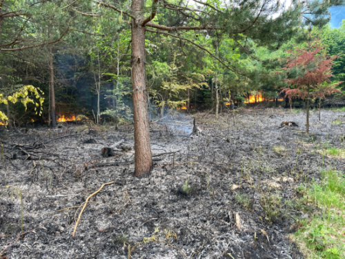 Waldbrand in Cousset – Zeugenaufruf