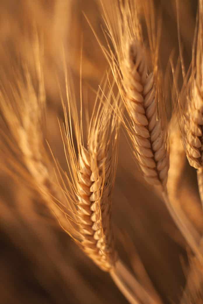 Getreidekrise in der Ukraine – Guterres: „Entscheidender Schritt“ erzielt