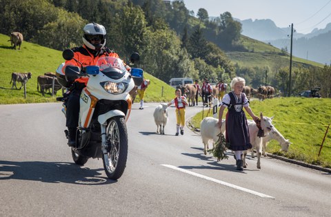 Grossviehschau in Appenzell: Verkehrsstörungen und Wartezeiten erwartet