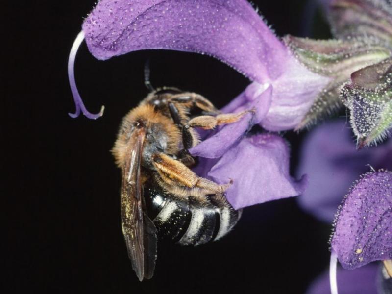 Bienenvielfalt ist Lebensvielfalt