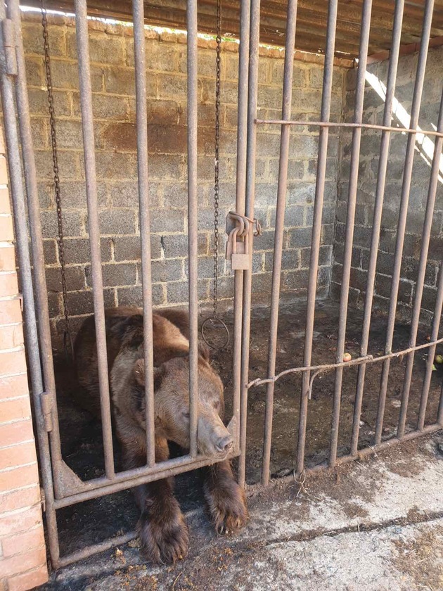 Notfallrettung in der Ukraine: Bär in kaputtem Gehege zurückgelassen