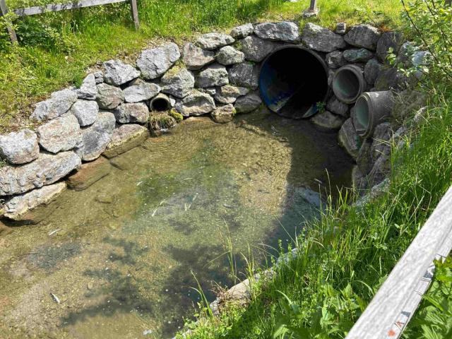 Mosnang: Tote Fische im Dorfbach