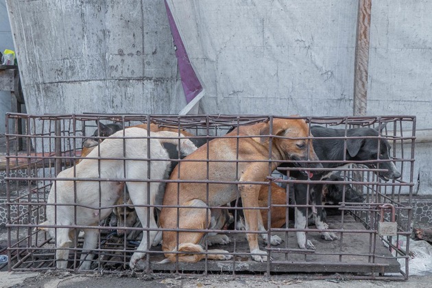 Indonesiens Hauptstadt Jakarta verbietet Hunde- und Katzenfleischhandel