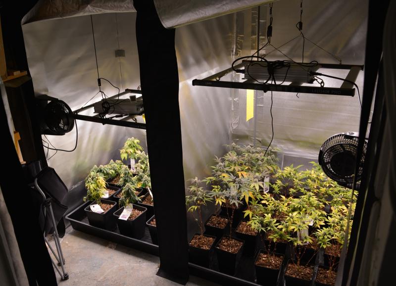 Chur: Indoor-Hanfplantage ausgehoben