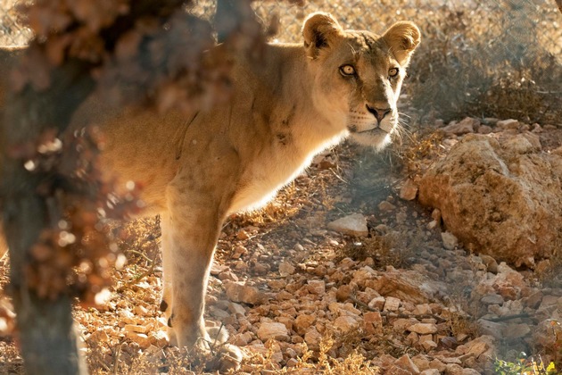 Löwen aus Sudan erhalten dringend benötigte medizinische Versorgung in Jordanien