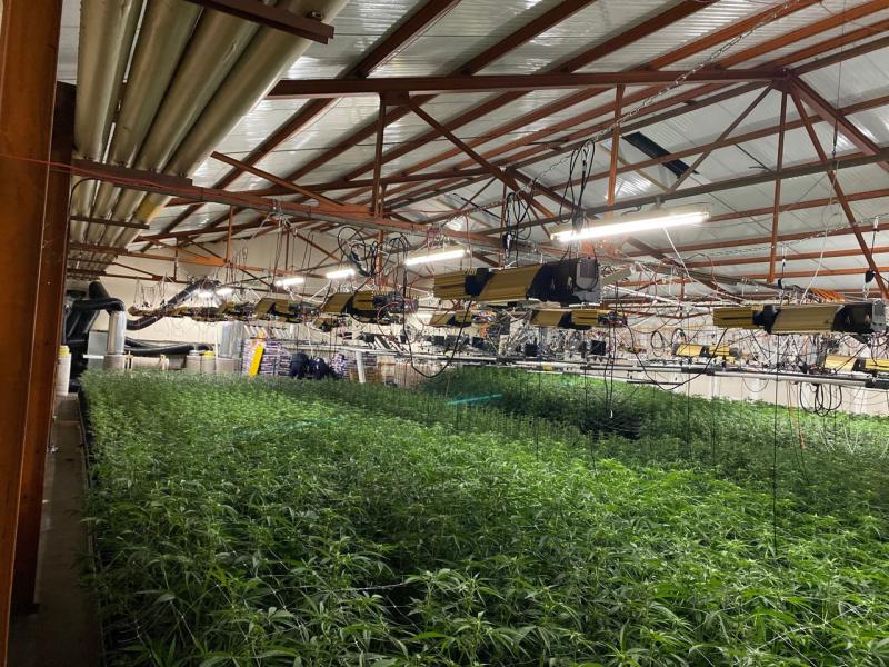 Hanf-Indooranlage ausgehoben – über 4000 Hanfpflanzen sichergestellt