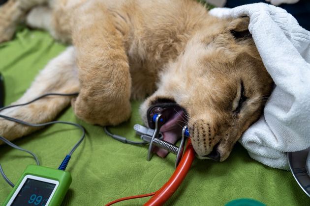 Rettung von Löwenbaby