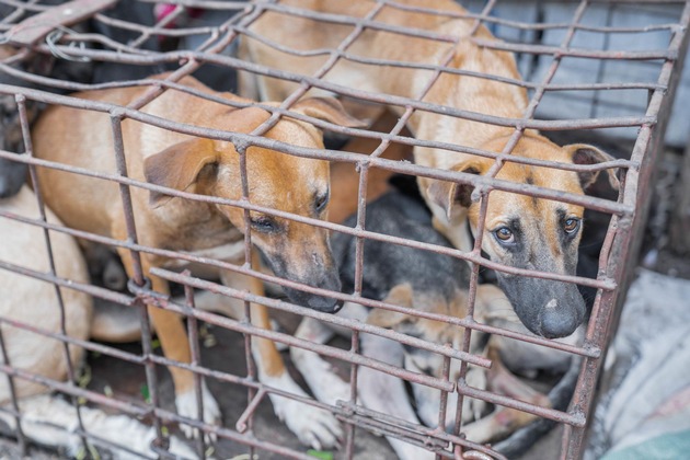 Indonesiens Hauptstadt Jakarta verbietet Hunde- und Katzenfleischhandel