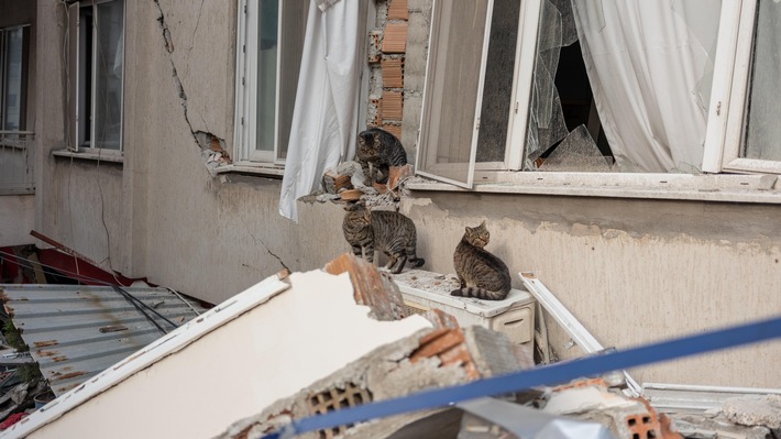 Wettlauf mit der Zeit: Dringend benötigte Hilfe für Tiere nach schweren Erdbeben