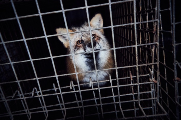 Bundesrat lehnt Importverbot für tierquälerische Pelzprodukte und Stopfleber ab: VIER PFOTEN Schweiz kritisiert Entscheidung.