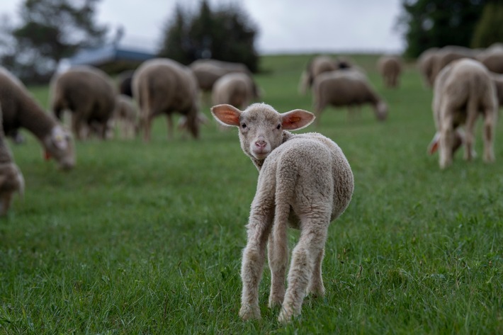 VIER PFOTEN: Tierqual-Wolle in Sportkleidung hat Hochsaison