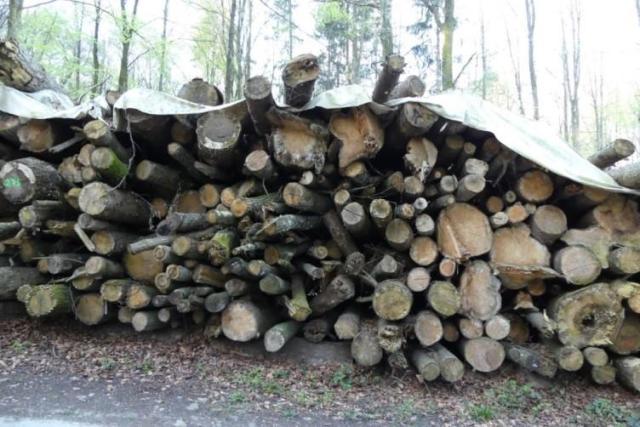 Mise à jour du calcul du potentiel de bois-énergie exploitable dans les forêts du canton de Fribourg