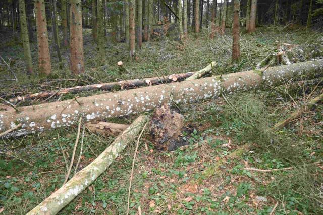 Arbeitsunfall in Weiler Secki: Mann von Baum getroffen und tödlich verletzt